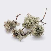 خزه درخت بلوط oakmoss
