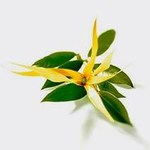 عطر ایلان ایلان ylang ylang