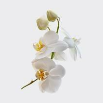 عطر ارکیده orchid