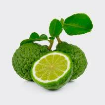 عطر برگاموت bergamot