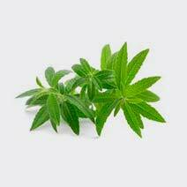 عطر به لیمو lemon verbena