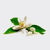 عطر بهارنارنج orange blossom