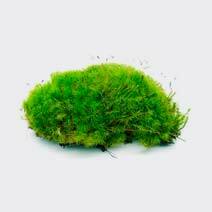 عطر خزه درخت moss