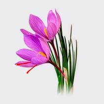 عطر زعفران saffron