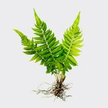 عطر سرخس fern