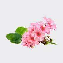 عطر شمعدانی geranium