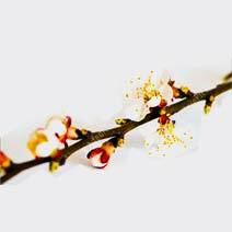 عطر شکوفه درختان tree blossom