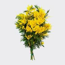 عطر میموسا mimosa