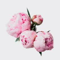 عطر گل صد تومانی peony