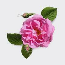 عطر گل محمدی turkish rose