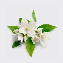 عطر یاسمین jasmine